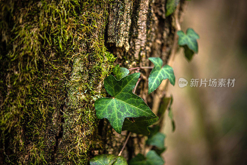 爬山虎(Hedera helix)植物在老树干上